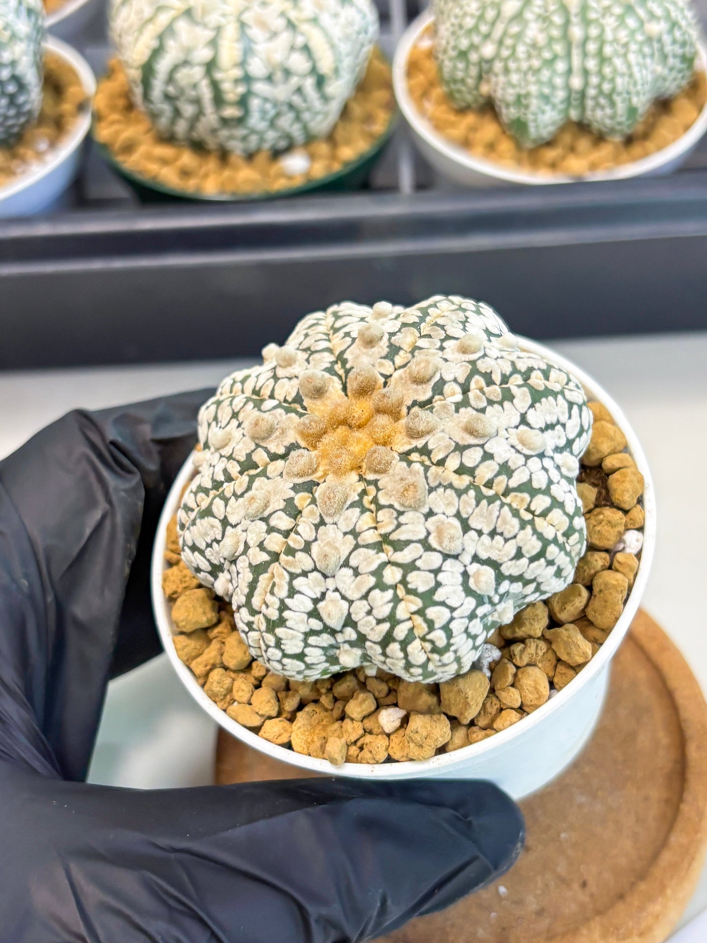Astrophytum Star Shape (at2) (y3) | Rare Cactus