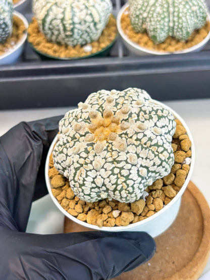 Astrophytum Star Shape (at2) (y3) | Rare Cactus