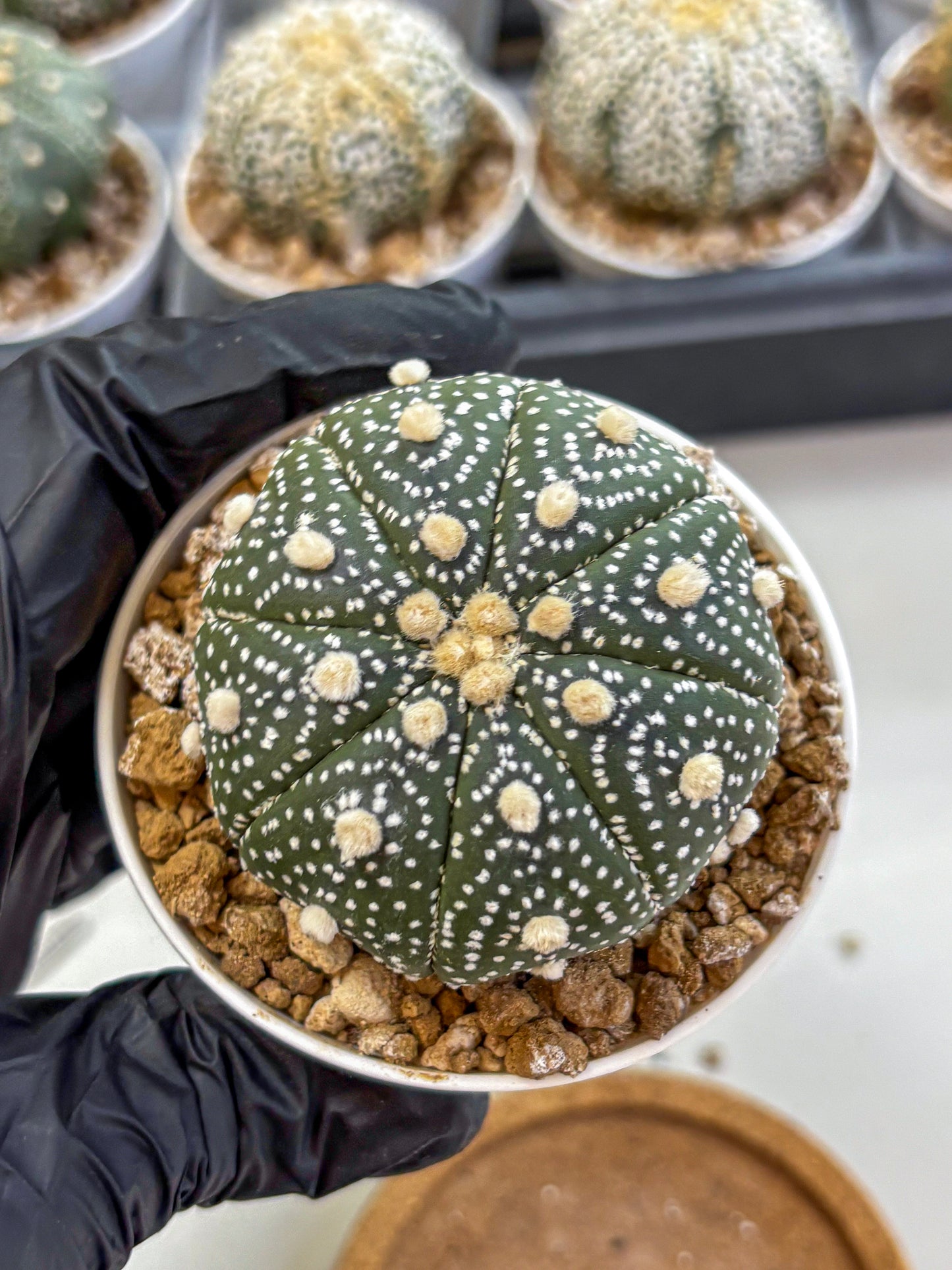 Astrophytum Super Kabuto (at1) (05) | Collection Plant | Rare Cactus