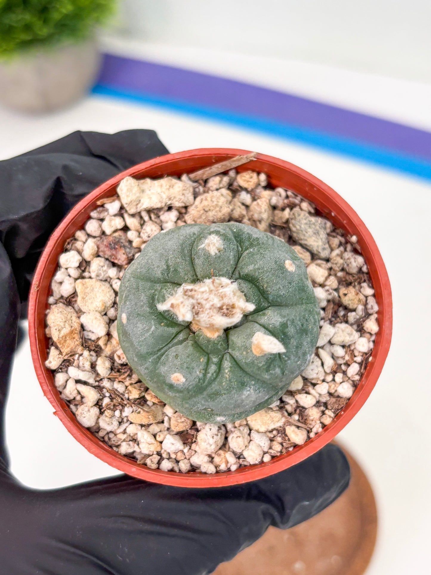 Spineless Cactus (Lo2) (r5) | For Advanced Growers