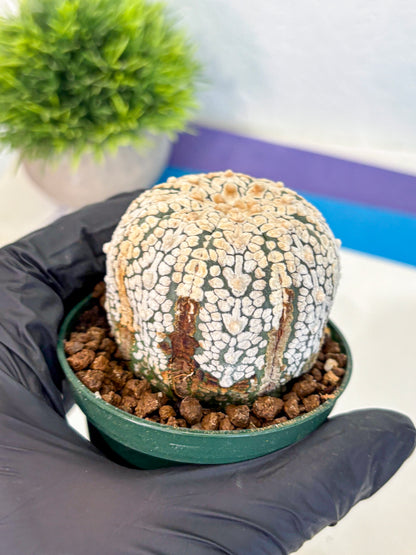 Astrophytum V Type (at4) (05) | Star Cactus