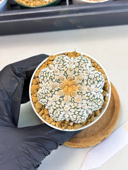 Astrophytum Star Shape (at2) (y3) | Rare Cactus