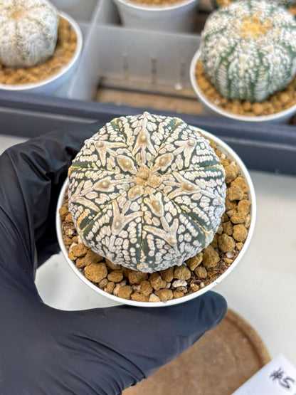 Astrophytum V-Type (at5) (b5) | Star Cactus