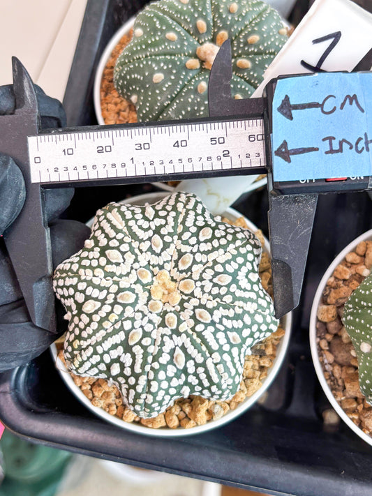 Astrophytum Super Kabuto Star Shape (t3) (p1) | 3" Pot