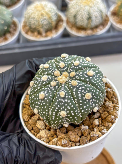 Astrophytum Super Kabuto (at1) (05) | Collection Plant | Rare Cactus