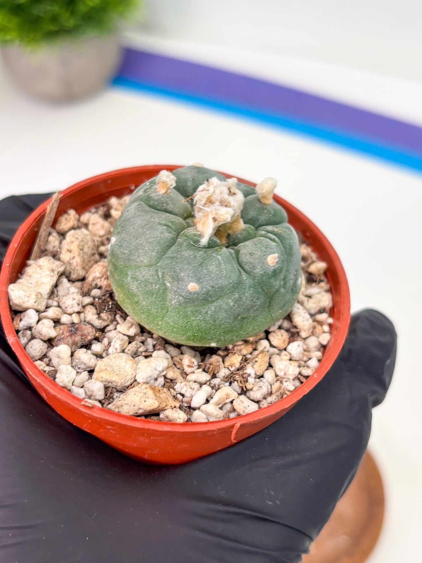 Spineless Cactus (Lo2) (r5) | For Advanced Growers