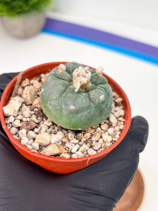 Spineless Cactus (Lo2) (r5) | For Advanced Growers