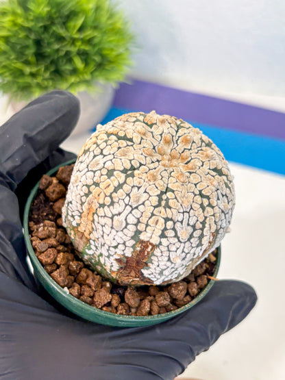 Astrophytum V Type (at4) (05) | Star Cactus