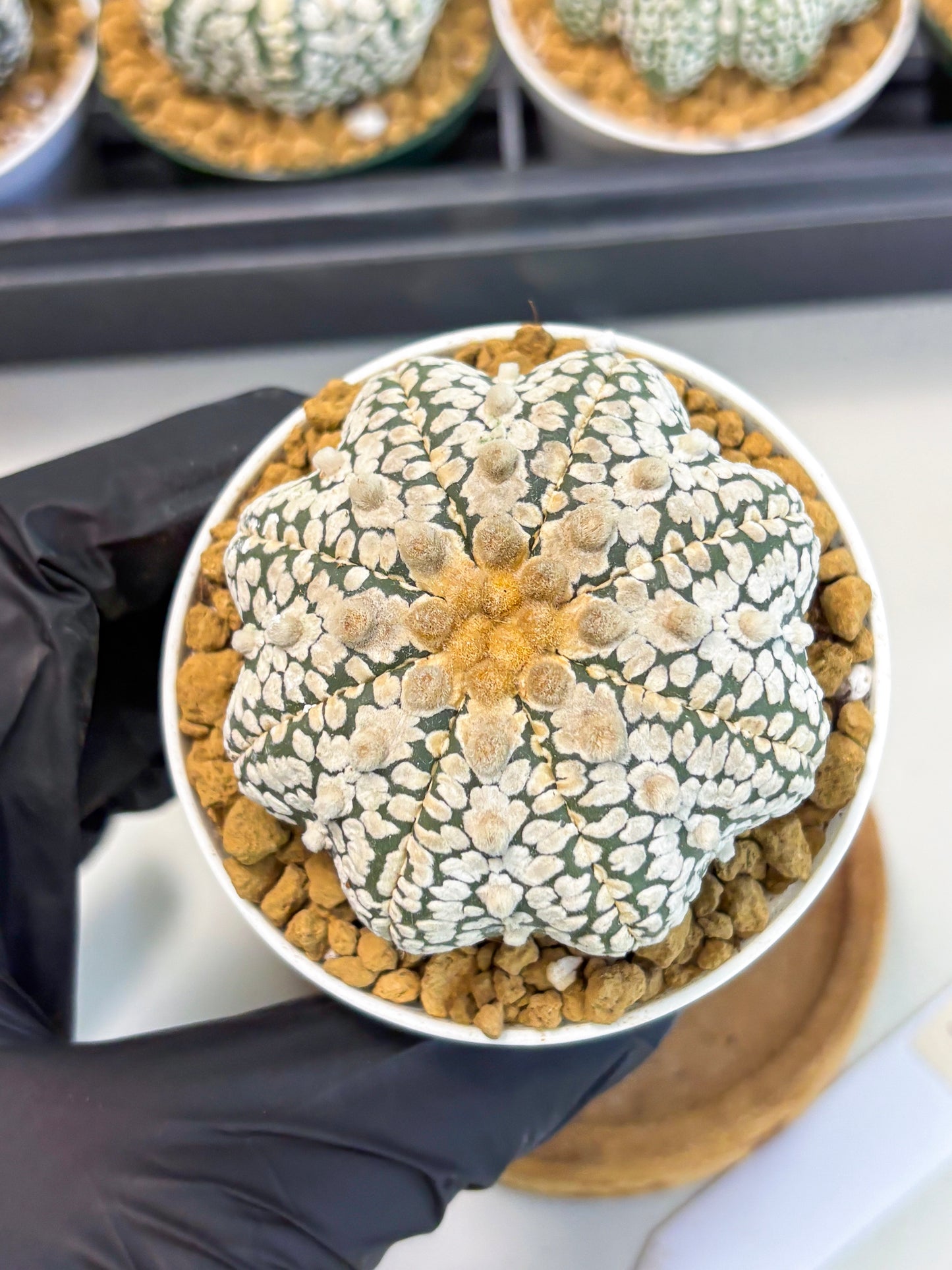 Astrophytum Star Shape (at2) (y3) | Rare Cactus