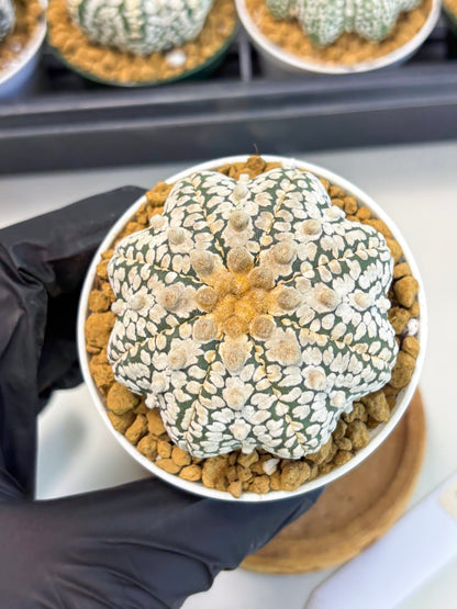 Astrophytum Star Shape (at2) (y3) | Rare Cactus