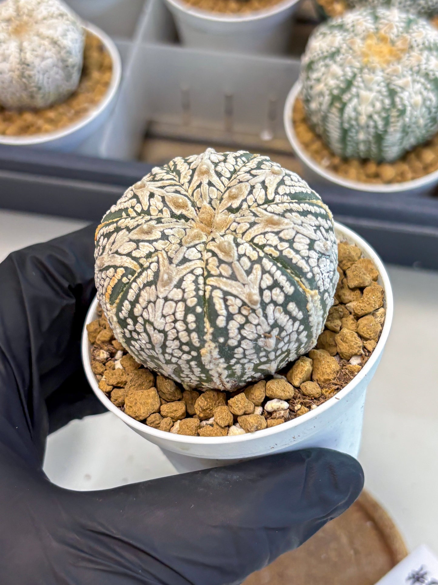 Astrophytum V-Type (at5) (b5) | Star Cactus