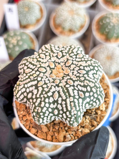 Astrophytum Super Kabuto Star Shape (t3) (p1) | 3" Pot