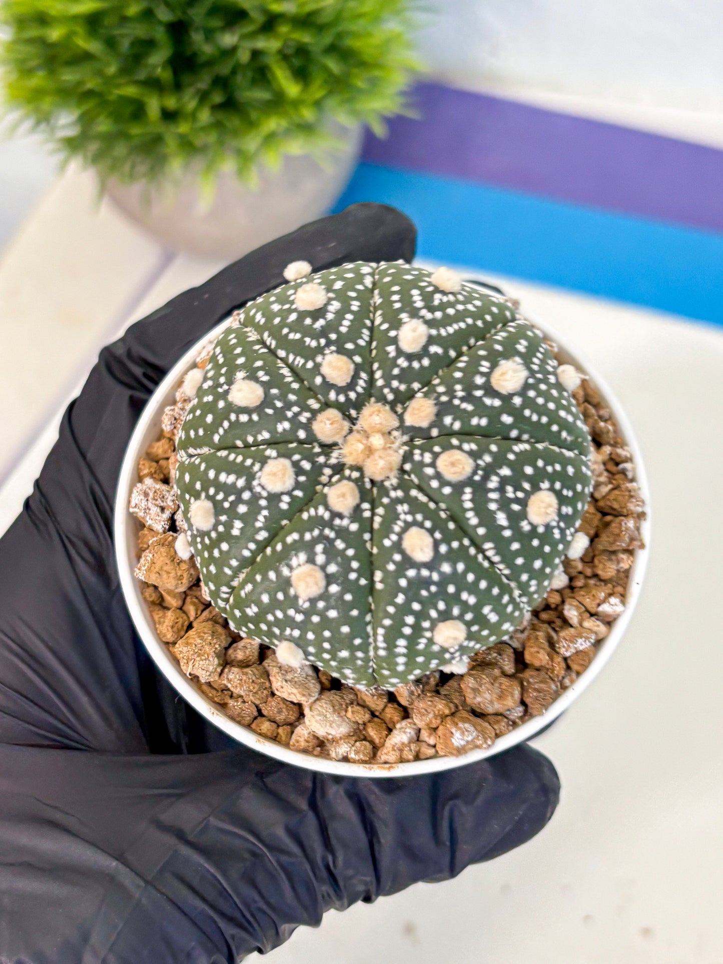Astrophytum Super Kabuto (at1) (05) | Collection Plant | Rare Cactus