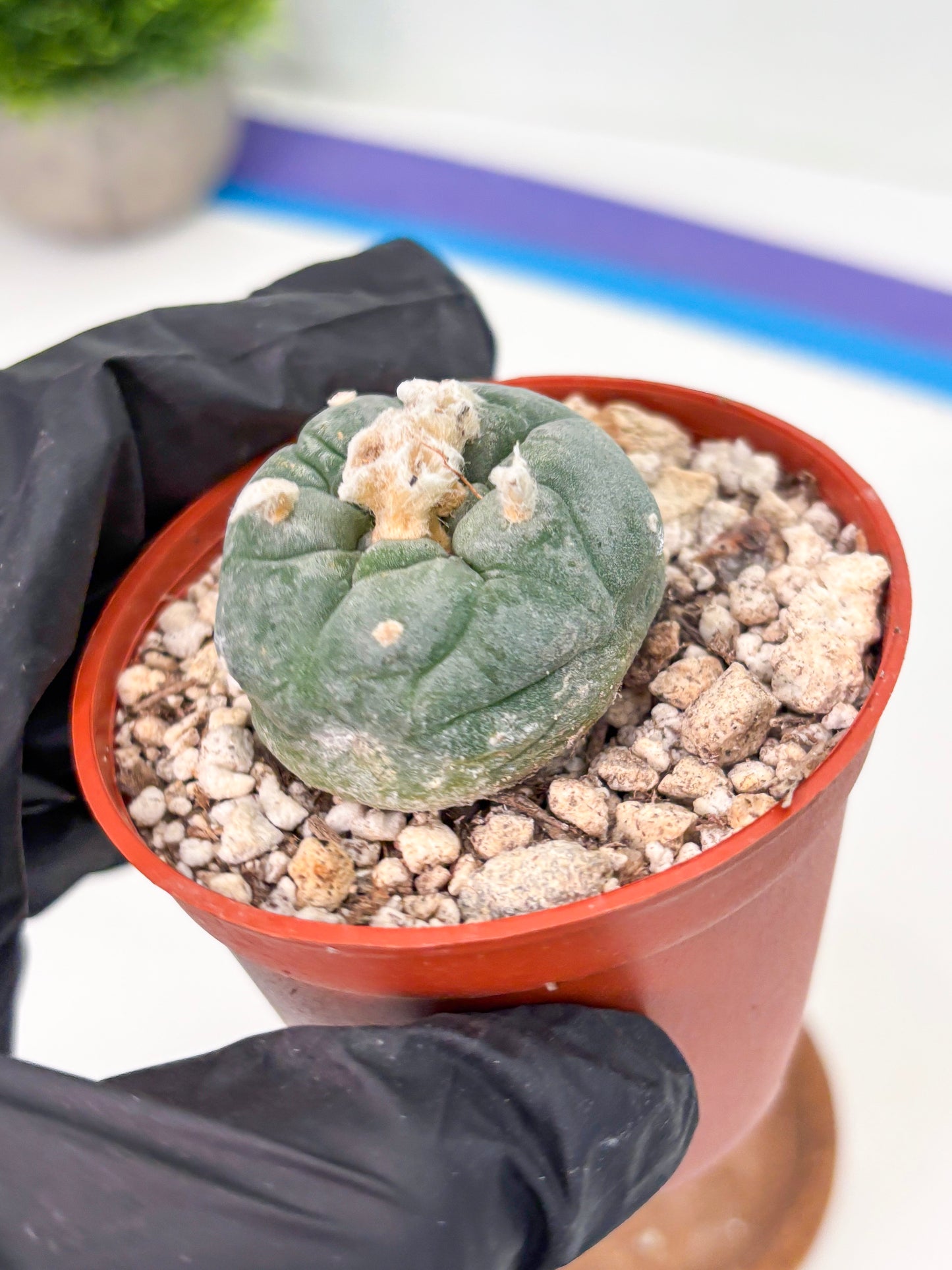 Spineless Cactus (Lo2) (r5) | For Advanced Growers