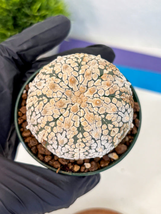 Astrophytum V Type (at4) (05) | Star Cactus