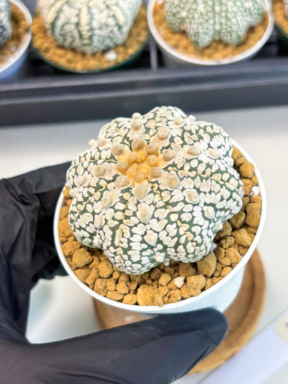 Astrophytum Star Shape (at2) (y3) | Rare Cactus