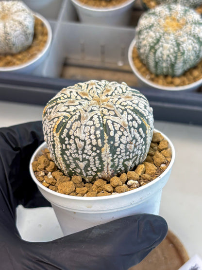 Astrophytum V-Type (at5) (b5) | Star Cactus