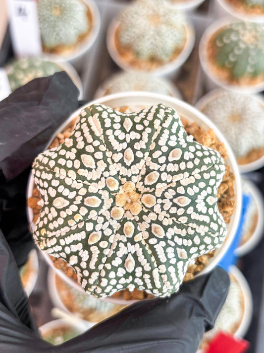 Astrophytum Super Kabuto Star Shape (t3) (p1) | 3" Pot