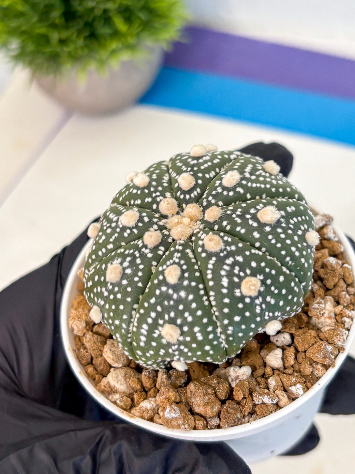 Astrophytum Super Kabuto (at1) (05) | Collection Plant | Rare Cactus
