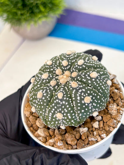 Astrophytum Super Kabuto (at1) (05) | Collection Plant | Rare Cactus