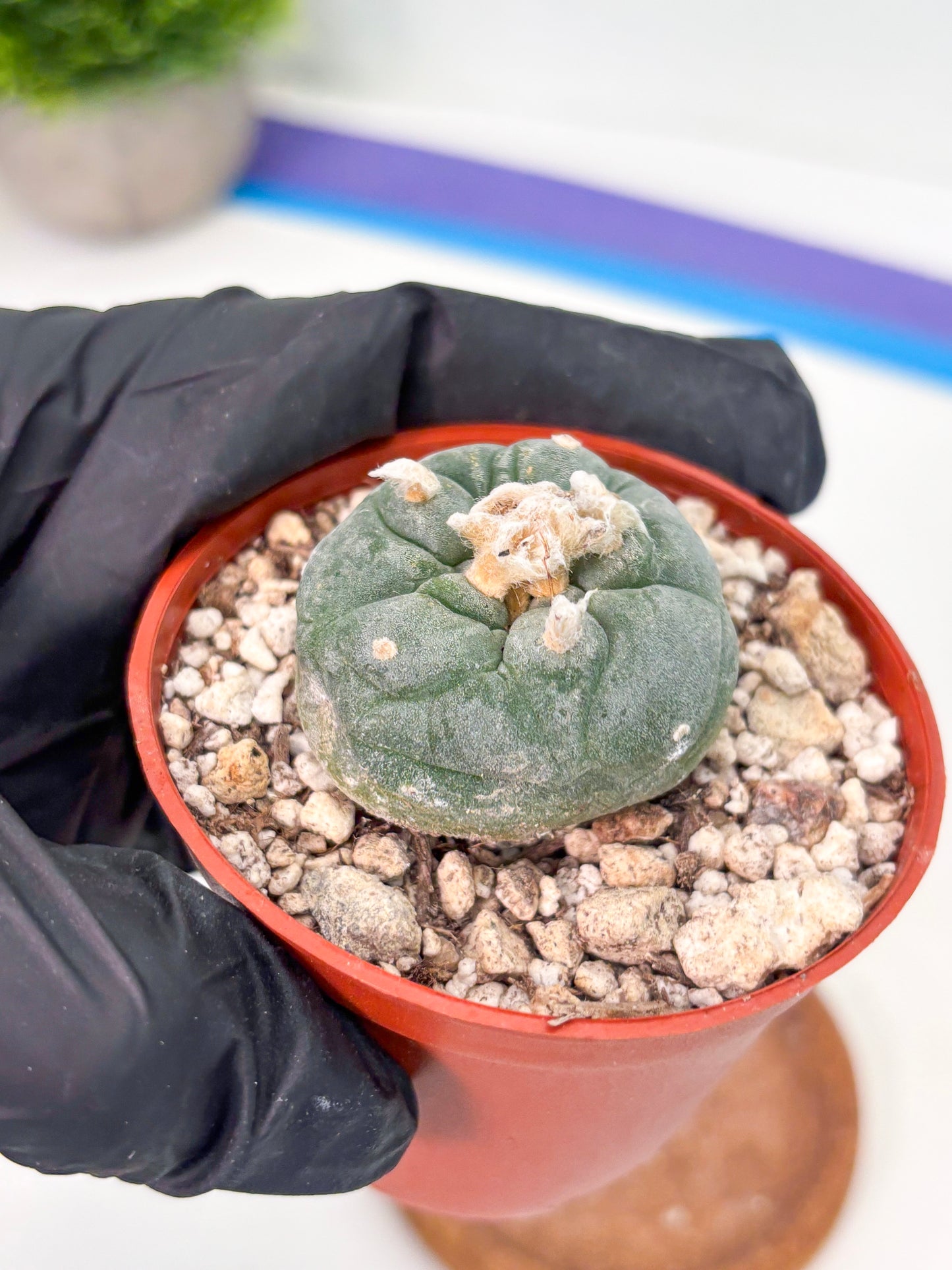 Spineless Cactus (Lo2) (r5) | For Advanced Growers