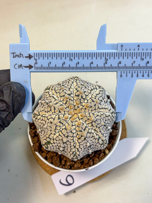 Astrophytum V Type (at4) (06) | Star Cactus