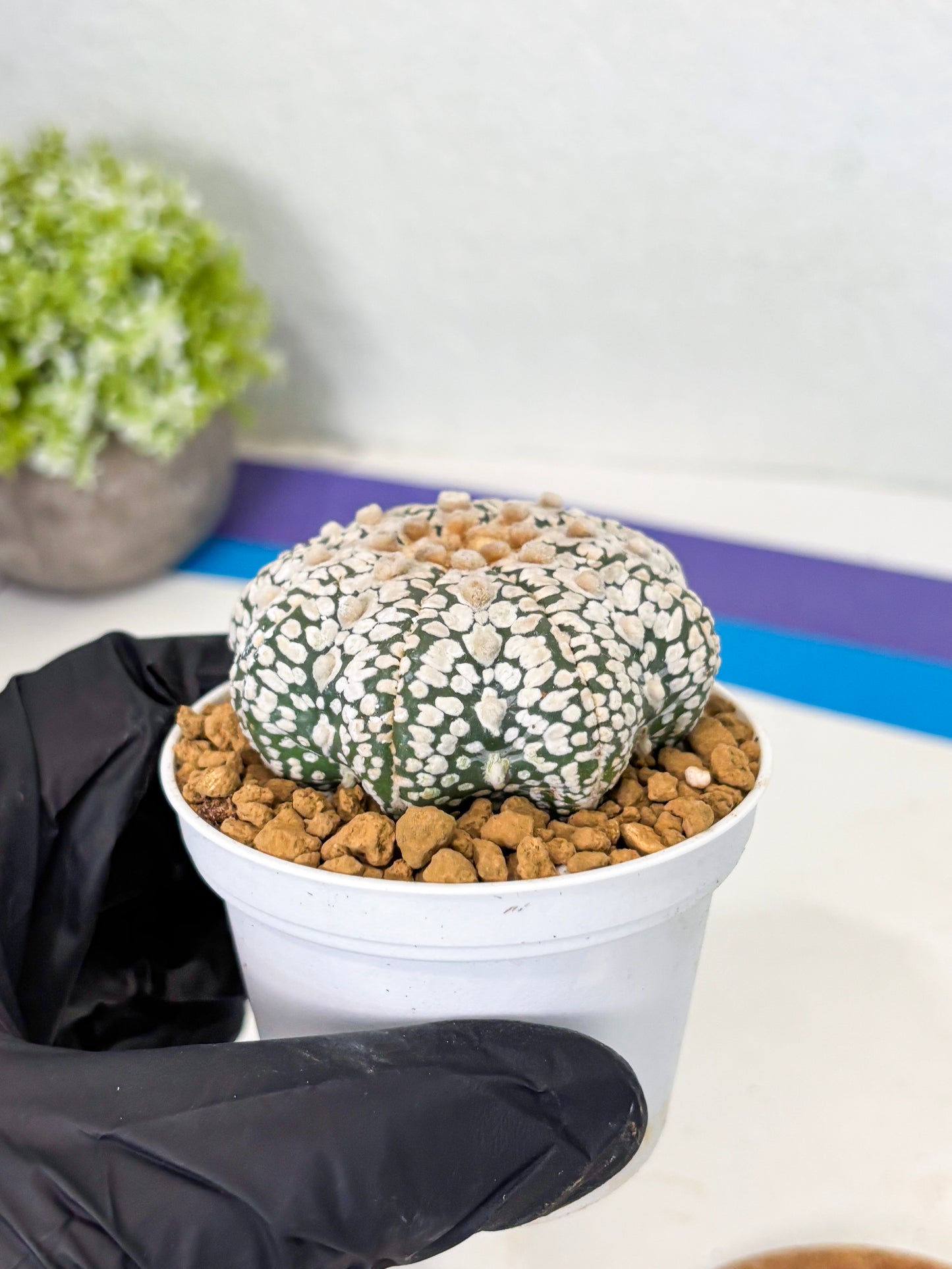 Astrophytum Star Shape (at2) (y3) | Rare Cactus