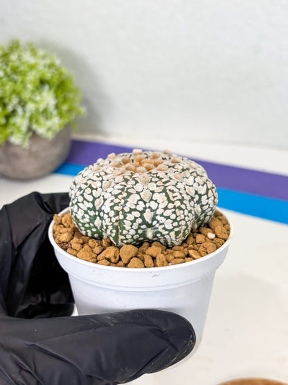 Astrophytum Star Shape (at2) (y3) | Rare Cactus