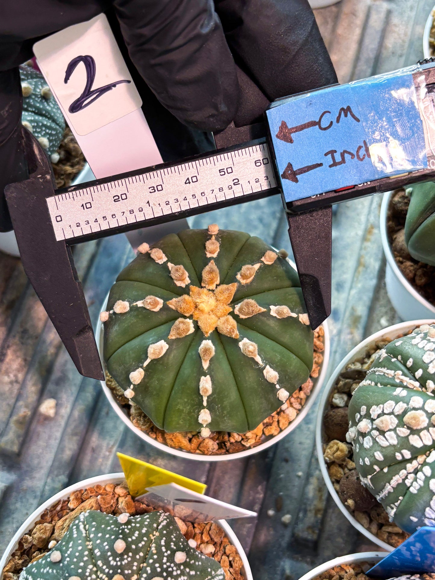 Astrophytum V-type Nudum (t10) (y2) | Imported From Japan/korea (Copy)