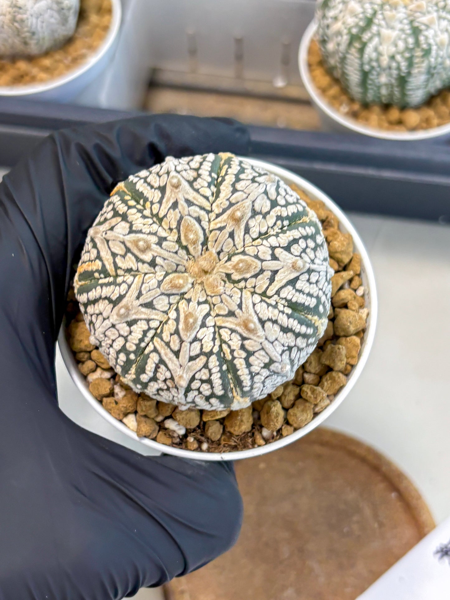 Astrophytum V-Type (at5) (b5) | Star Cactus