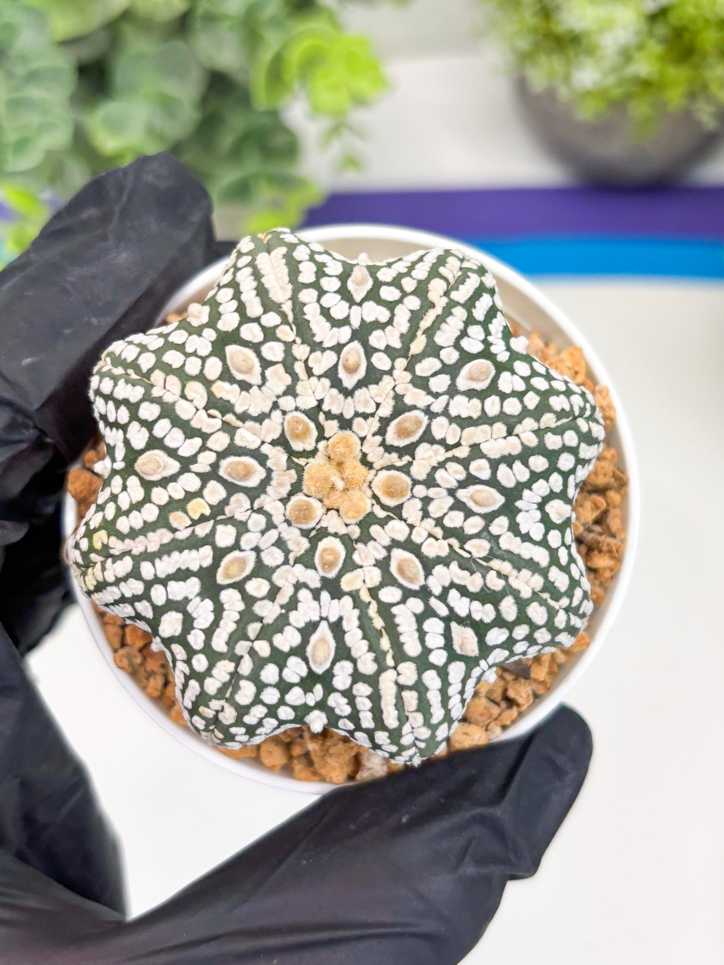 Astrophytum Super Kabuto Star Shape (t3) (p1) | 3" Pot