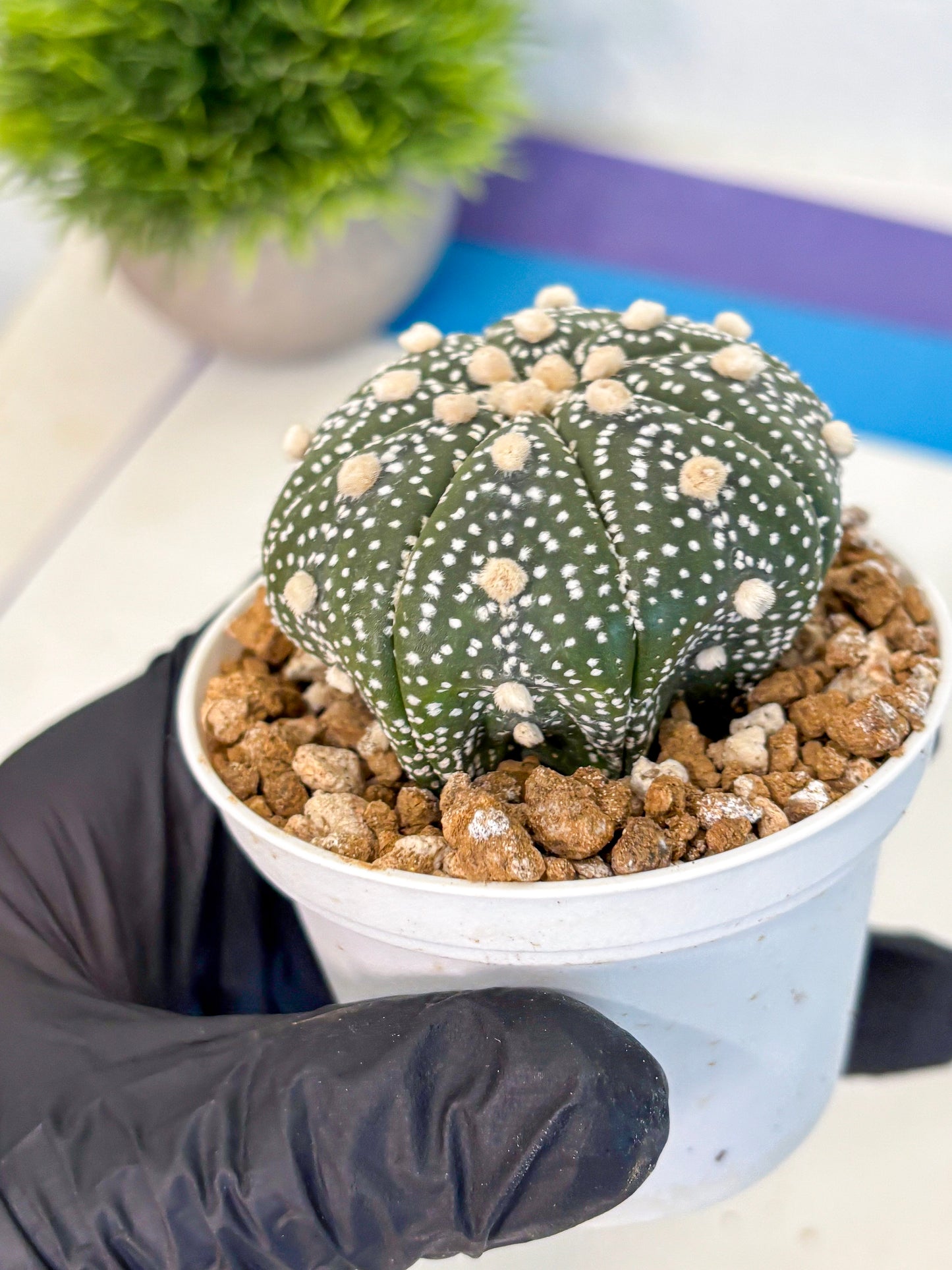 Astrophytum Super Kabuto (at1) (05) | Collection Plant | Rare Cactus