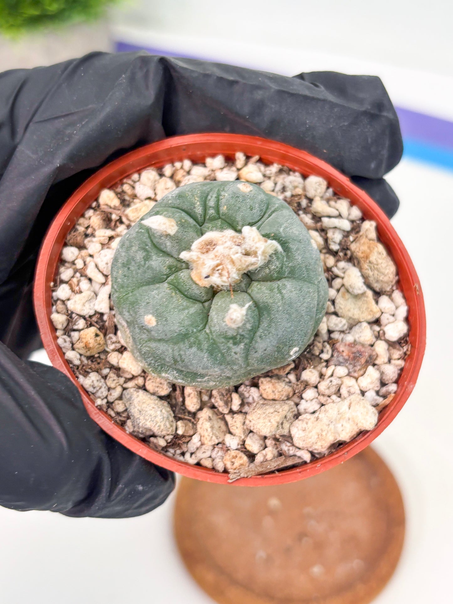 Spineless Cactus (Lo2) (r5) | For Advanced Growers