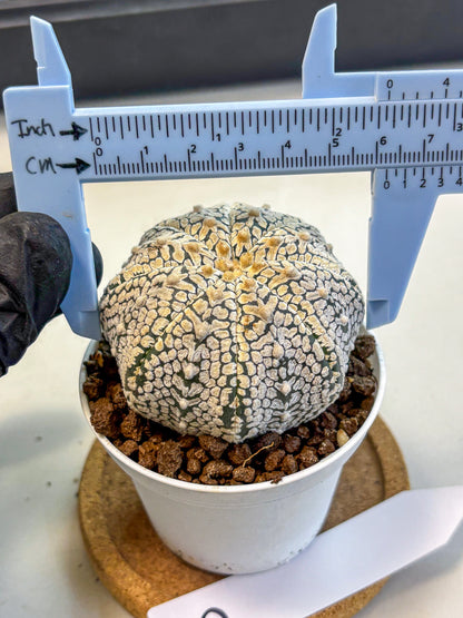Astrophytum V Type (at4) (06) | Star Cactus
