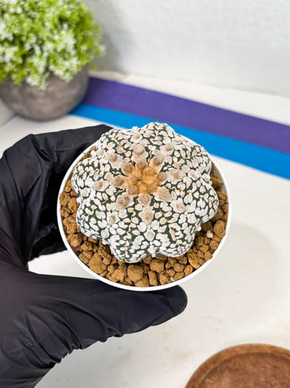 Astrophytum Star Shape (at2) (y3) | Rare Cactus