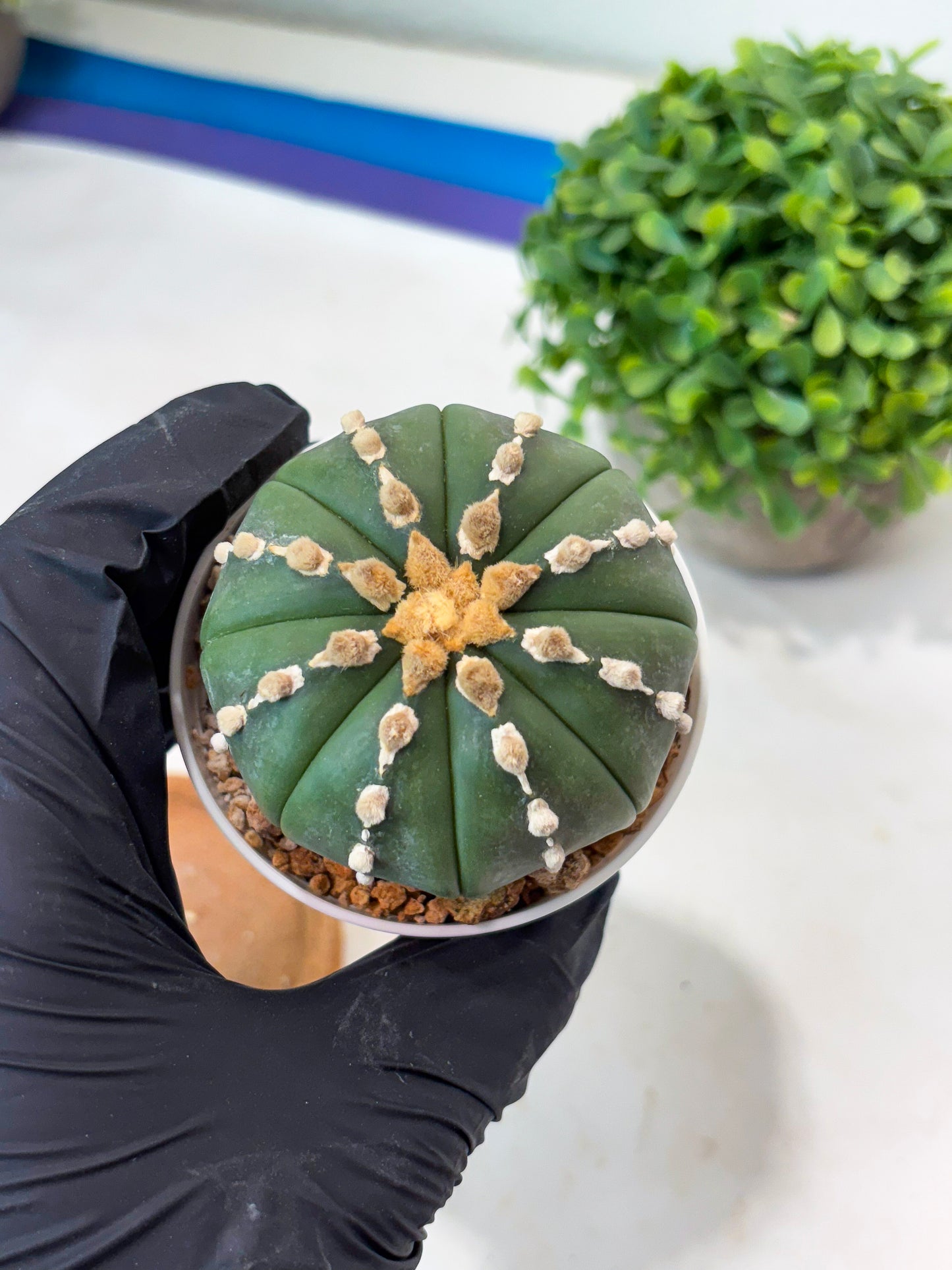 Astrophytum V-type Nudum (t10) (y2) | Imported From Japan/korea (Copy)