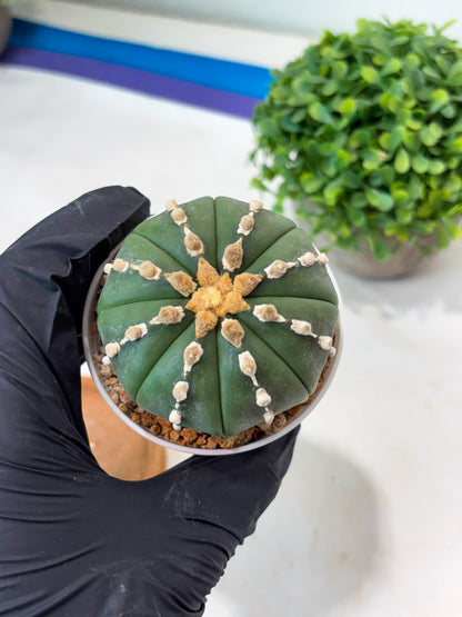 Astrophytum V-type Nudum (t10) (y2) | Imported From Japan/korea (Copy)
