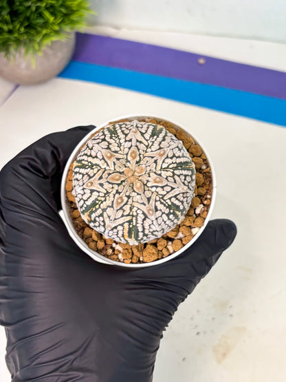 Astrophytum V-Type (at5) (b5) | Star Cactus