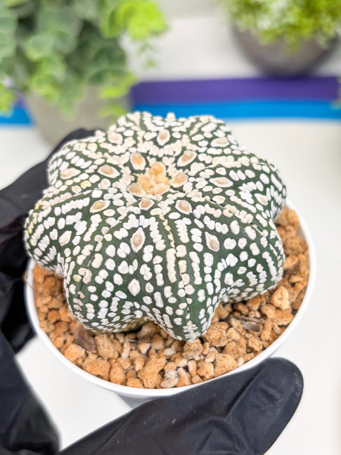 Astrophytum Super Kabuto Star Shape (t3) (p1) | 3" Pot
