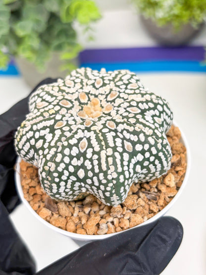 Astrophytum Super Kabuto Star Shape (t3) (p1) | 3" Pot