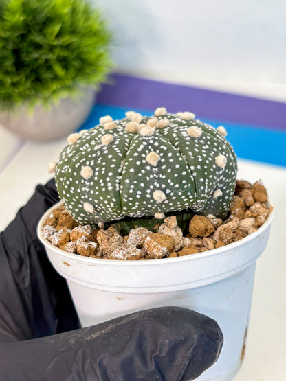 Astrophytum Super Kabuto (at1) (05) | Collection Plant | Rare Cactus