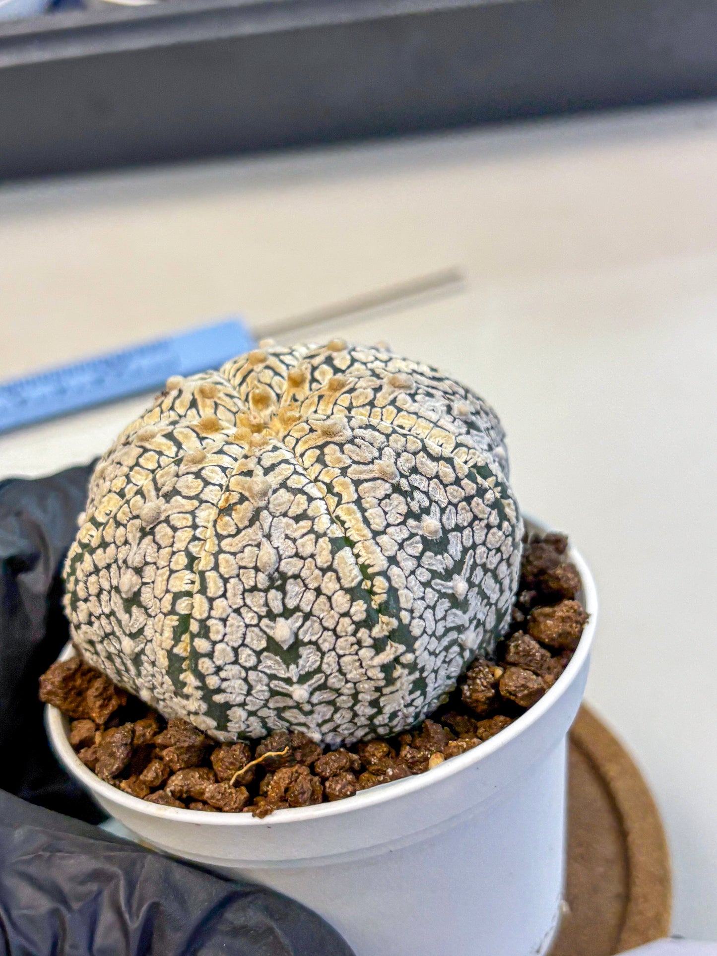 Astrophytum V Type (at4) (06) | Star Cactus