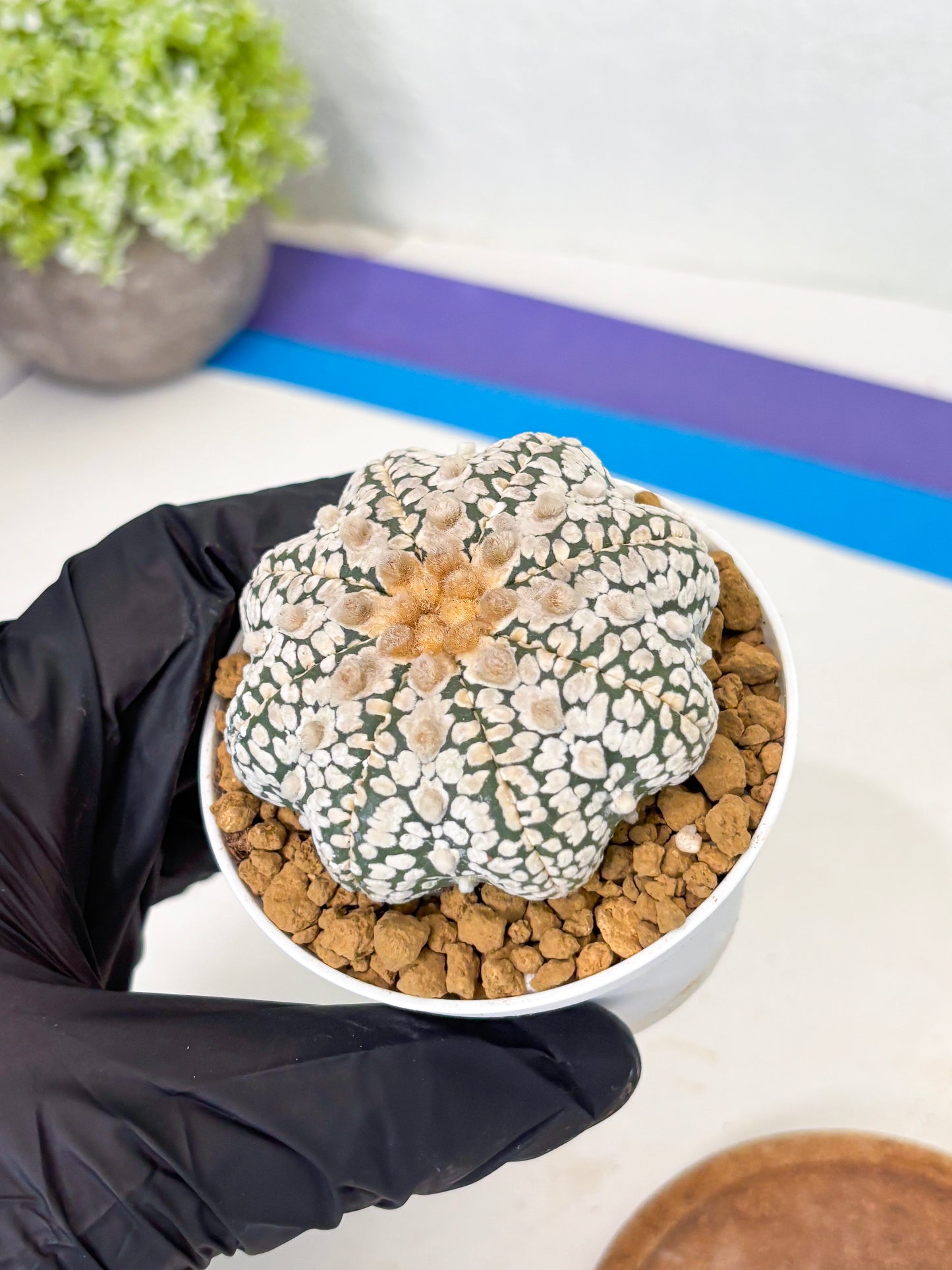 Astrophytum Star Shape (at2) (y3) | Rare Cactus