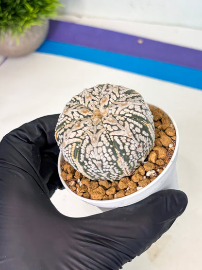 Astrophytum V-Type (at5) (b5) | Star Cactus