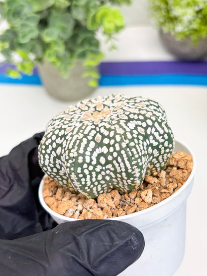 Astrophytum Super Kabuto Star Shape (t3) (p1) | 3" Pot