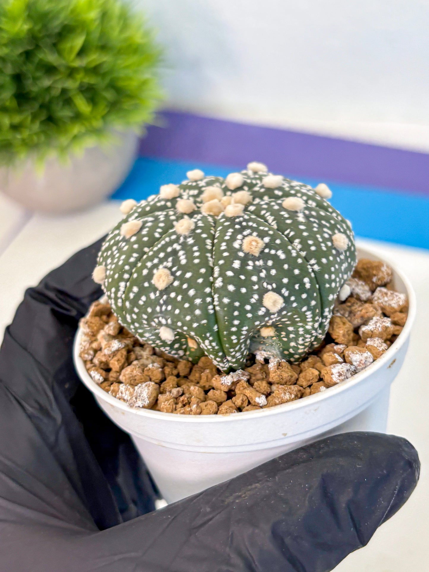 Astrophytum Super Kabuto (at1) (05) | Collection Plant | Rare Cactus