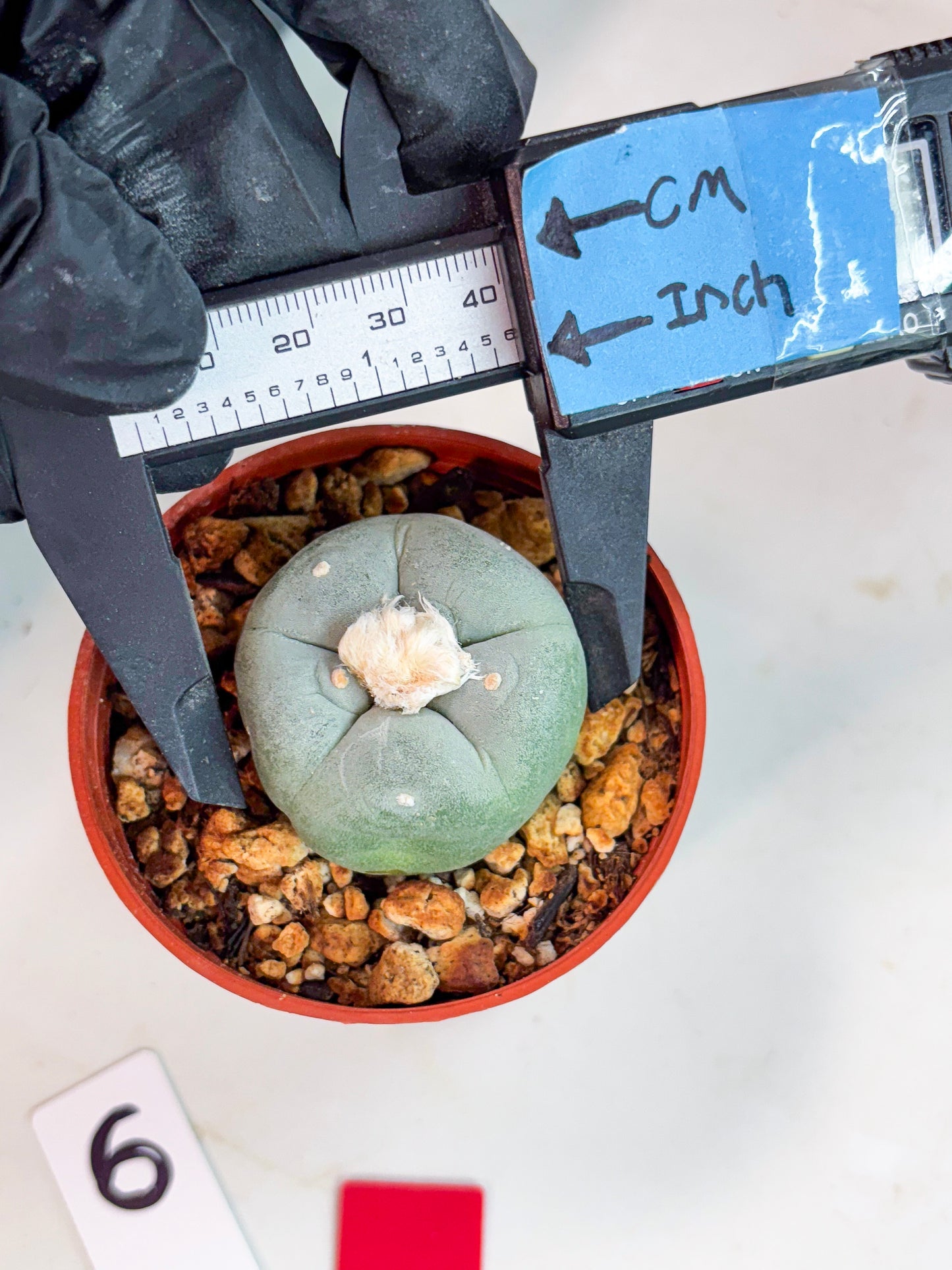 Spineless Cactus (Lo2) (r6) | For Advanced Growers