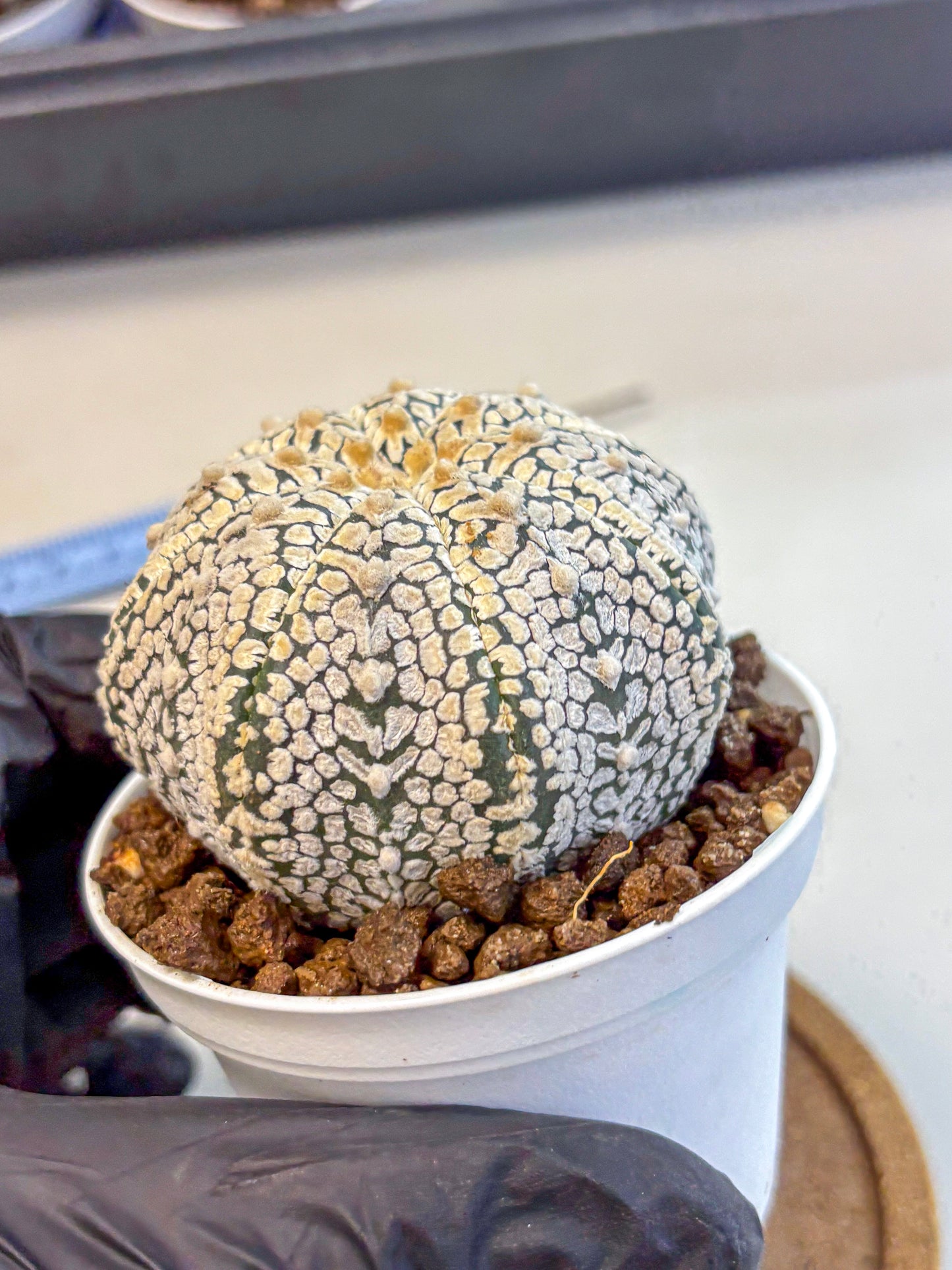 Astrophytum V Type (at4) (06) | Star Cactus