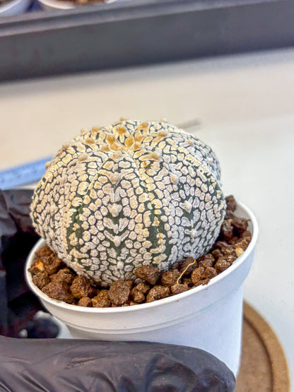 Astrophytum V Type (at4) (06) | Star Cactus