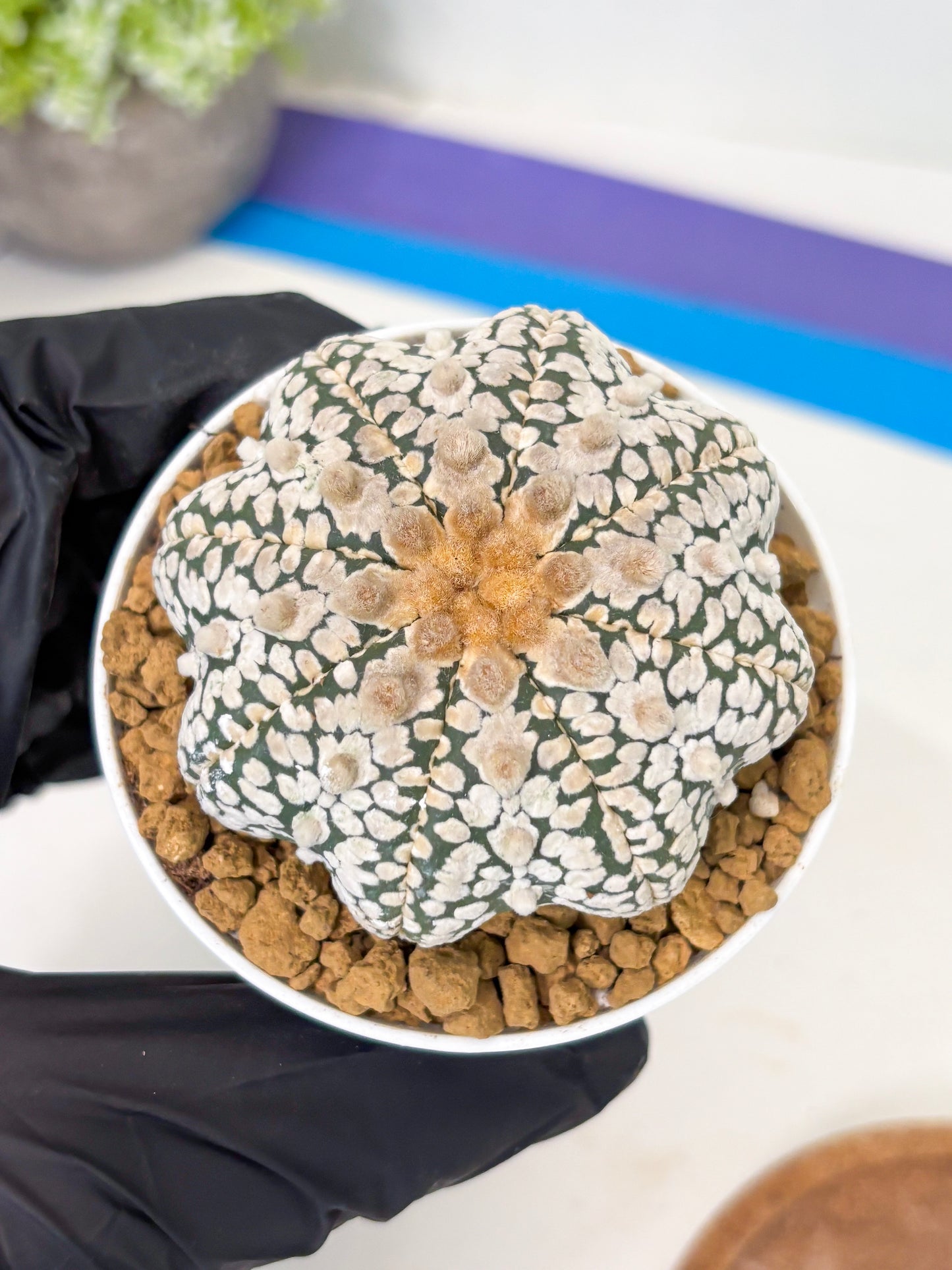 Astrophytum Star Shape (at2) (y3) | Rare Cactus